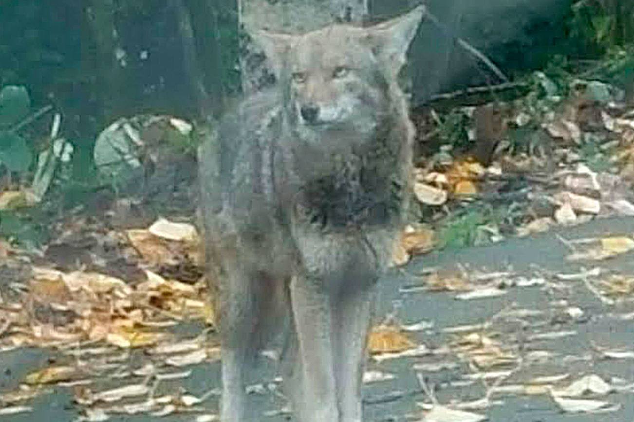 Bold coyote causing trouble in Issaquah Highlands