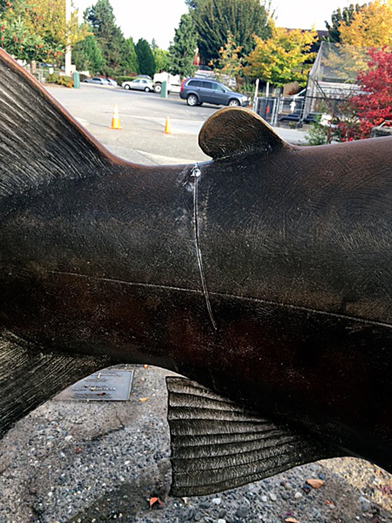 An unknown vandal made the deep cut on Finley in October 2016 with a saw. Photo courtesy of Robin Kelley