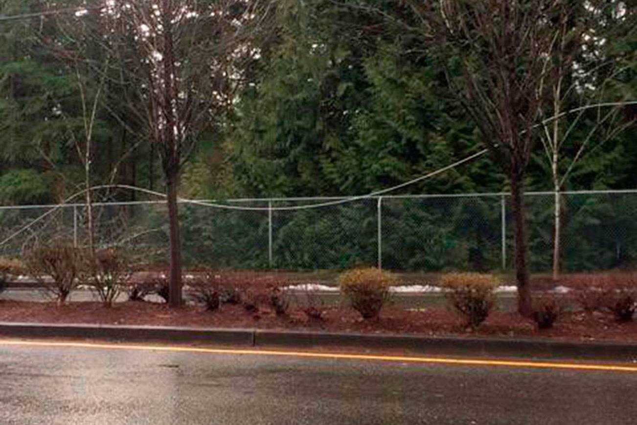 Downed tree over power lines closes Issaquah-Pine Lake Road in Sammamish | Update