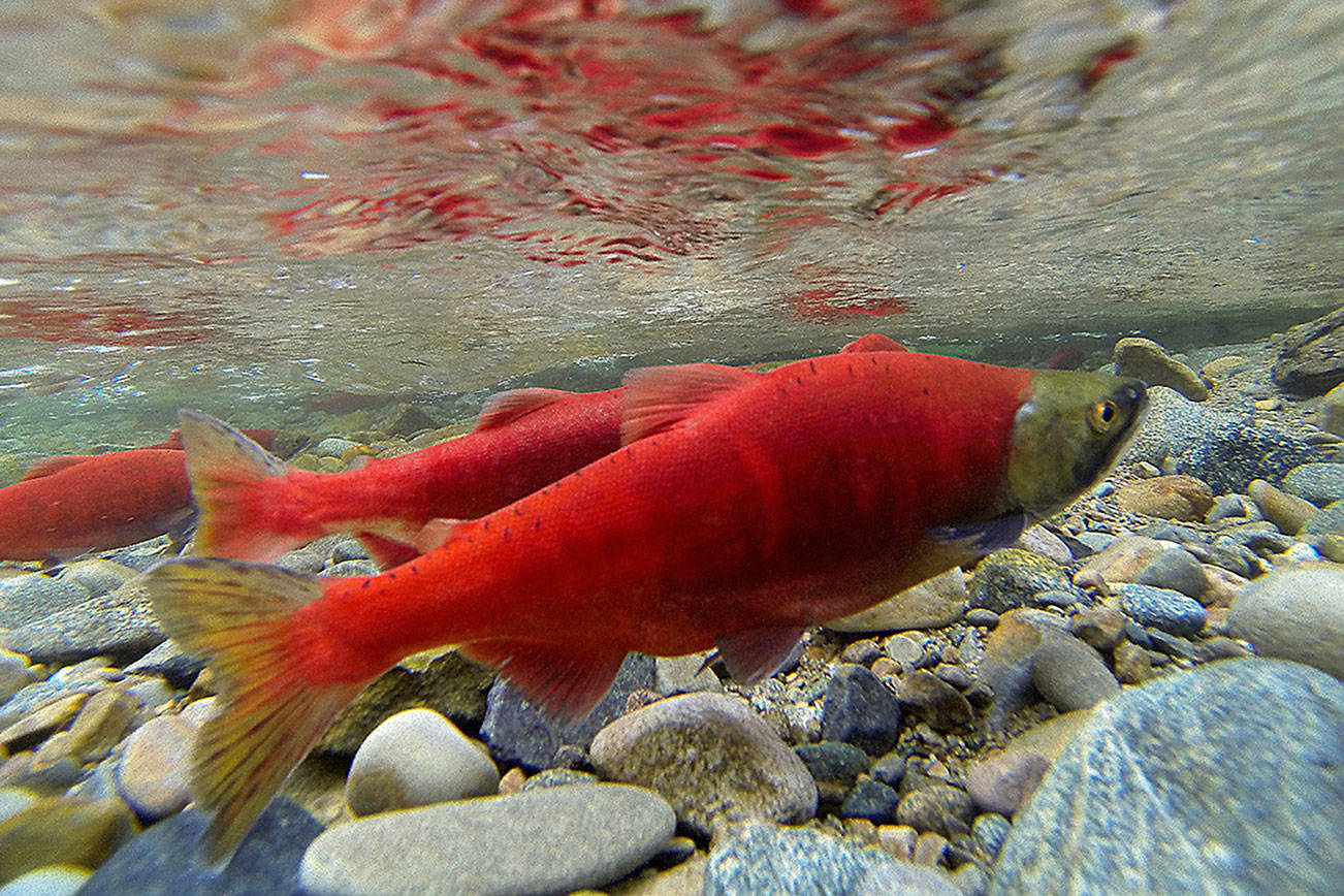 Planned kokanee documentary to tell the story of the little red fish in Lake Sammamish