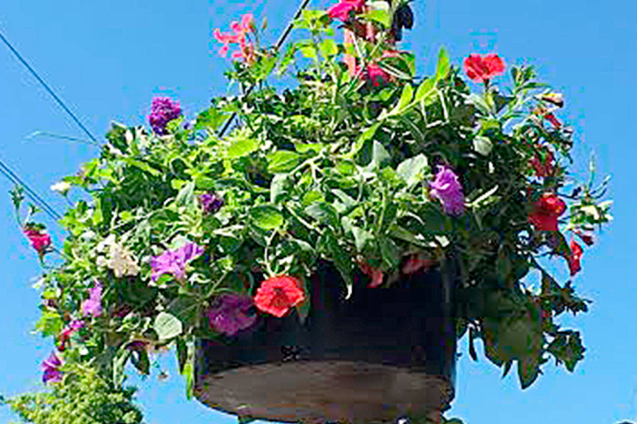 Downtown Issaquah Association in need of flower basket funds