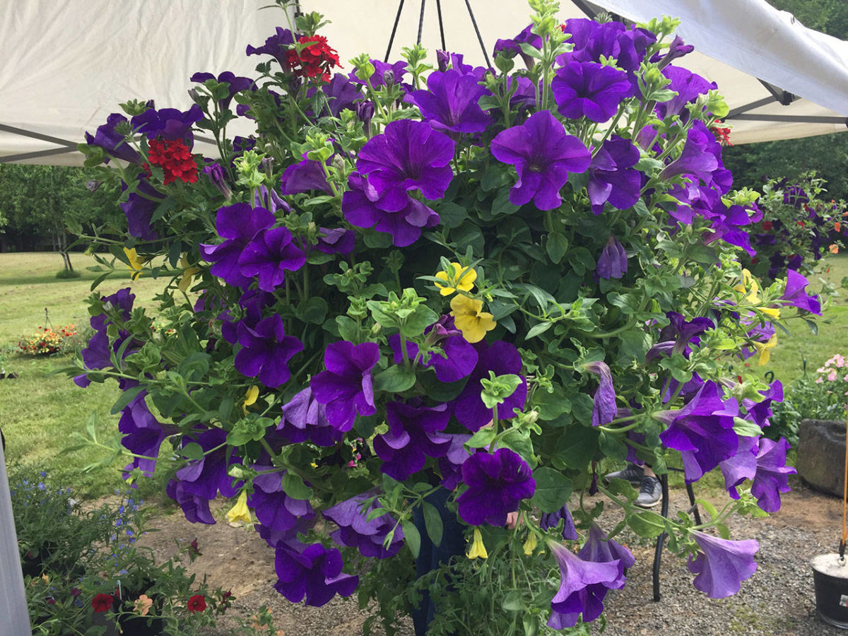 Issaquah Farmers Market abounds with fresh fare, fruit, flowers and