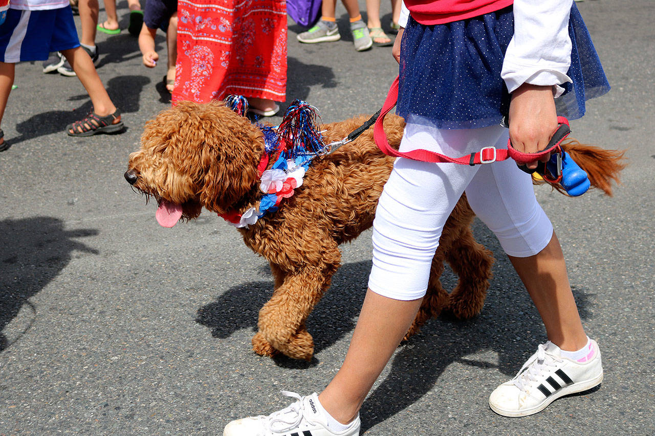 Dogs came out in droves to be part of the Fourth of July fun. Nicole Jennings/staff photo
