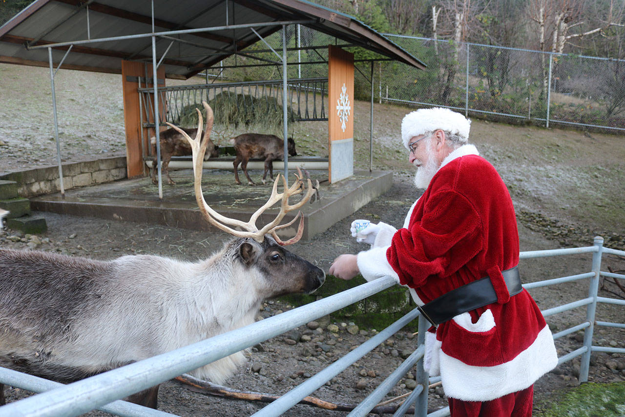 30th annual Issaquah Reindeer Festival back at Cougar Mountain Zoo | Photos