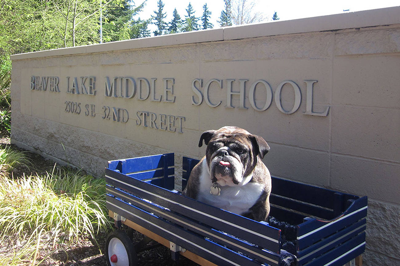 Beloved mascot of Sammamish school to live on in bronze statue after retirement