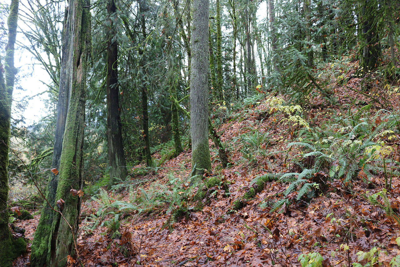 Members of Save Cougar Mountain are concerned that the steep slopes of the Bergsma property could be a landslide hazard. Nicole Jennings/staff photo