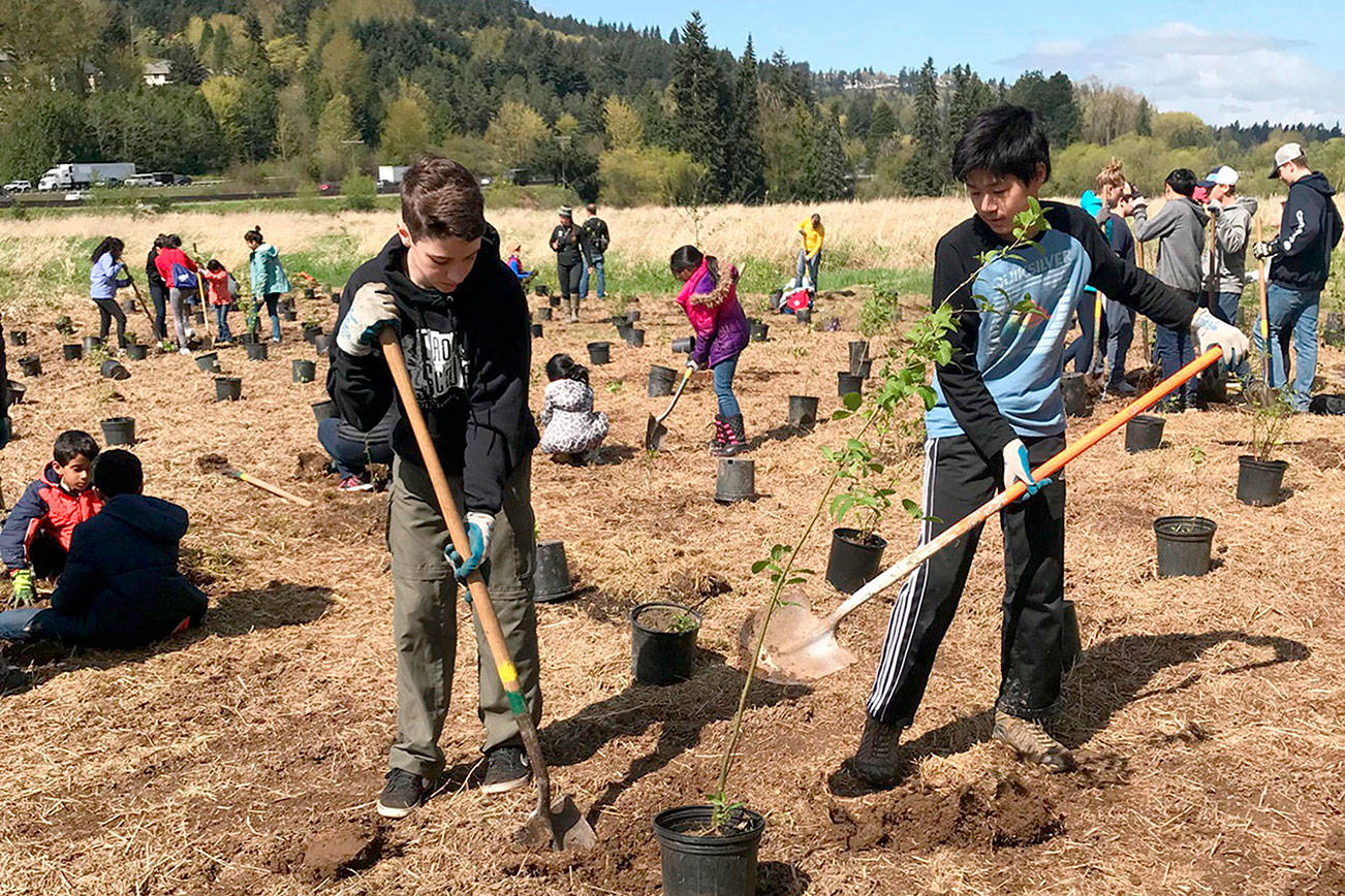Volunteers remove weeds, replant trees in Issaquah