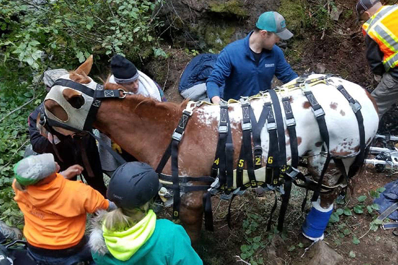 Despite helicopter rescue efforts, horse dies after fall
