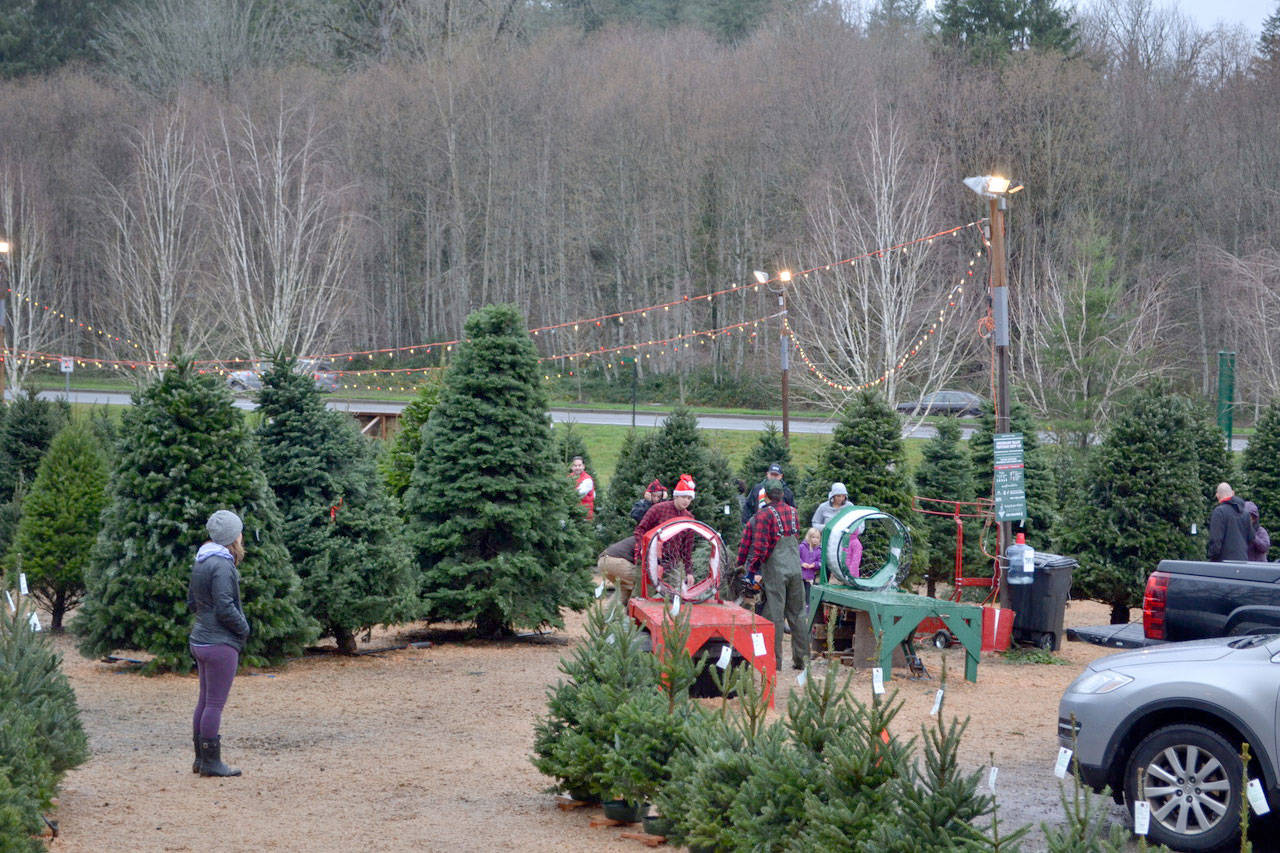 U-cut and pre-cut Christmas trees around the Snoqualmie Valley
