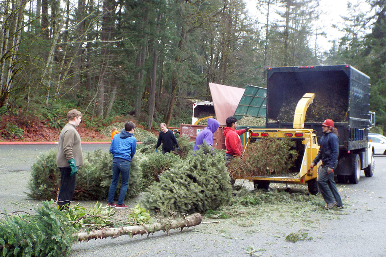Boy Scouts return for 34th annual Christmas tree recycling drive