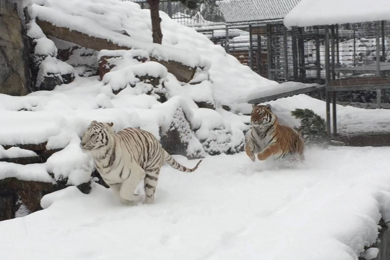 Bengal tigers enjoy a romp through the recent snow at Cougar Mountain Zoo in Issaquah. Photo courtesy of Sasha Hendricks