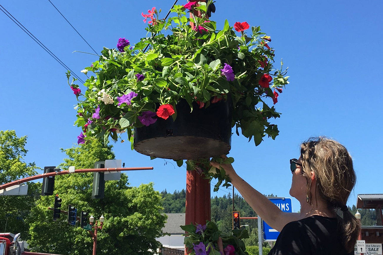 The downtown flower baskets in Issaquah are funded entirely through donations and maintained by the Downtown Issaquah Association. Photo courtesy of the Downtown Issaquah Association