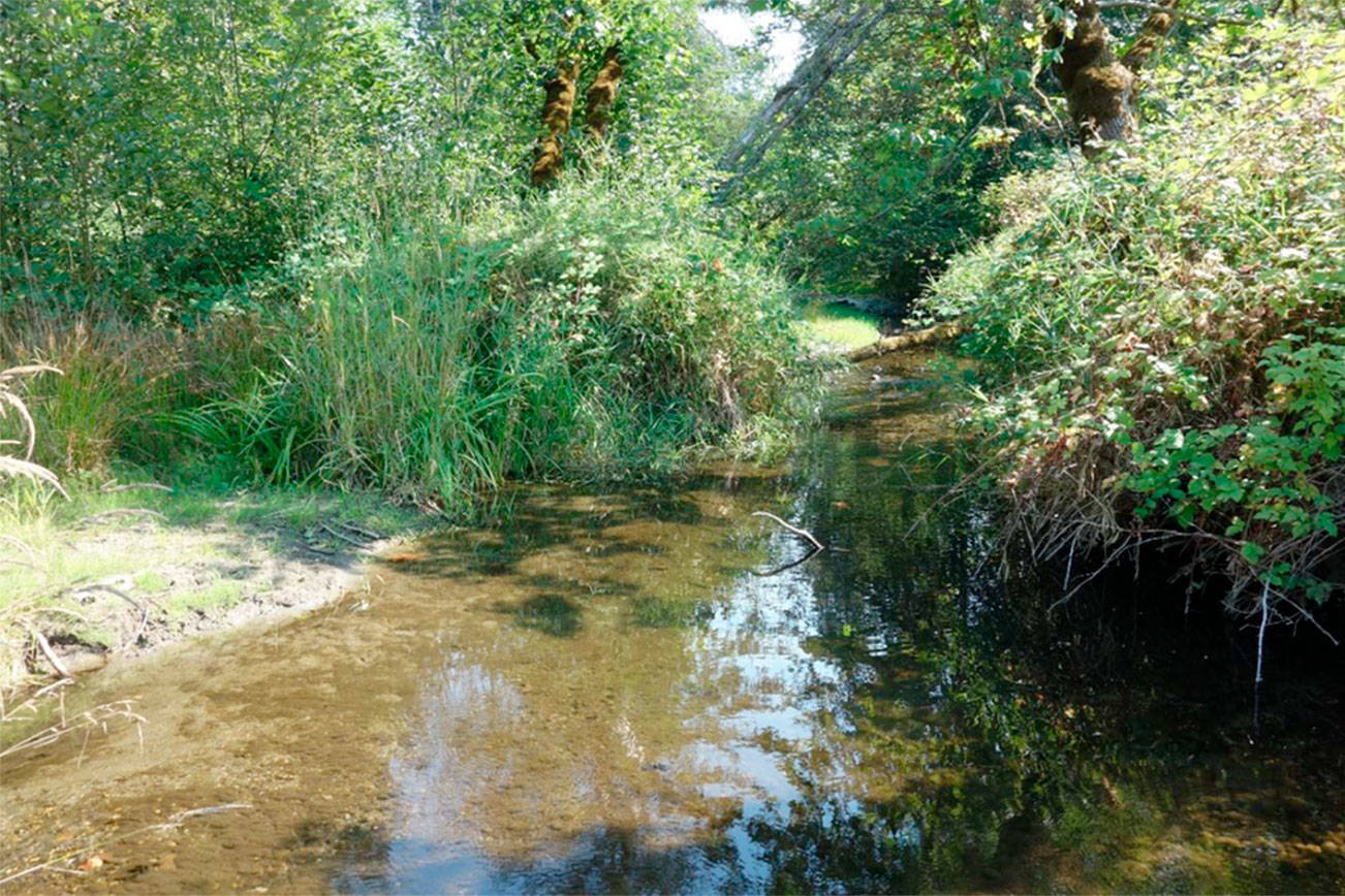 King County purchases 24.6-acre parcel to restore creek and salmon habitat
