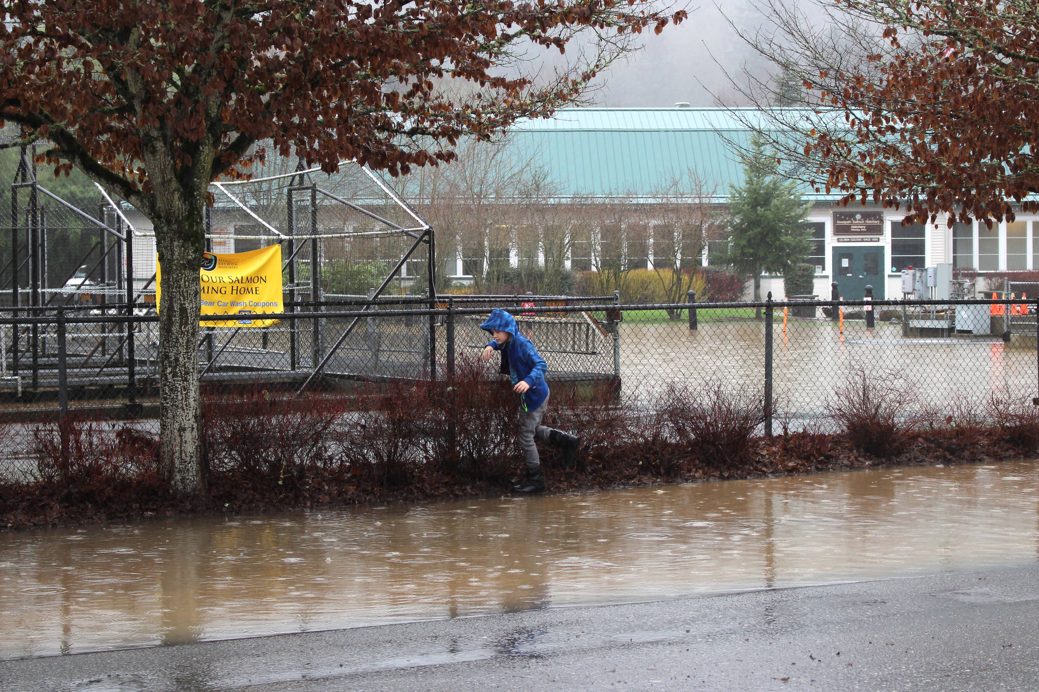 A child jumps in the puddles of the flooding outside the Issaquah Salmon Hatchery in Issaquah, WA, on Feb. 6, 2020. Mitchell Atencio/Staff Photo