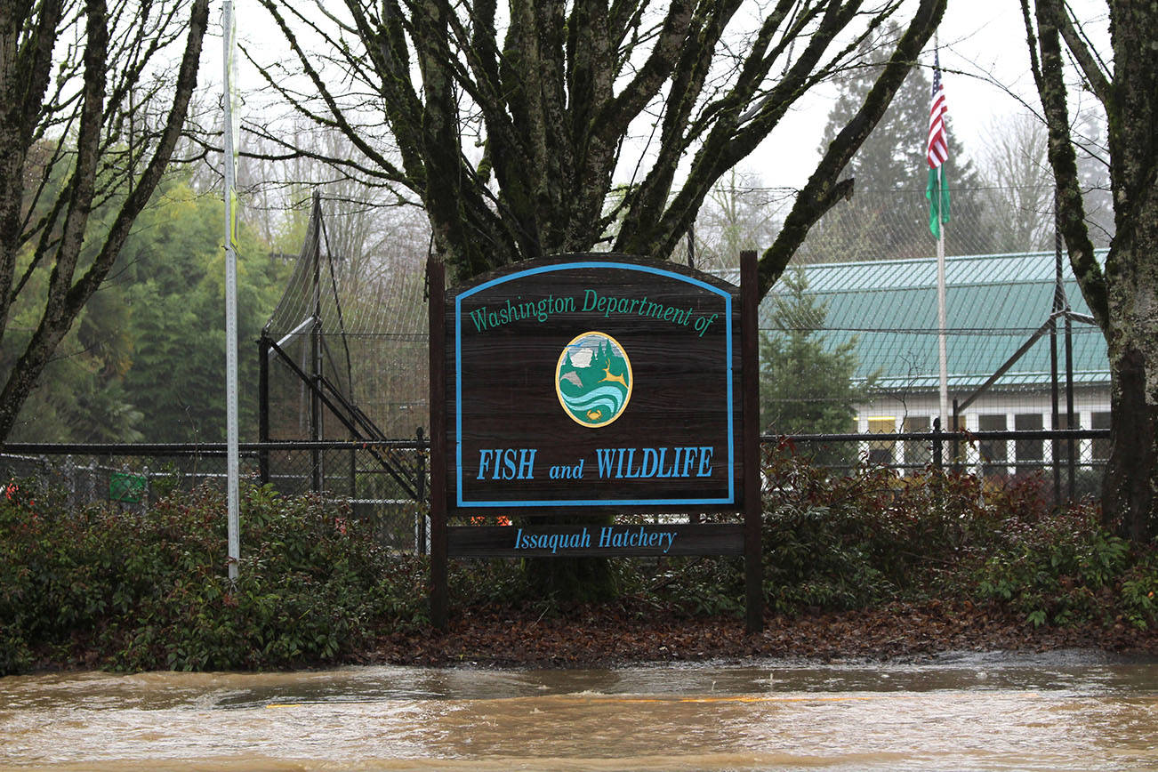 Flooding on Sunset Way outside the Issaquah Salmon Hatchery in Issaquah, WA, took up parts of both lanes early on Feb. 6, 2020, but had drained some by noon and only one lane was flooded. Mitchell Atencio/Staff Photo