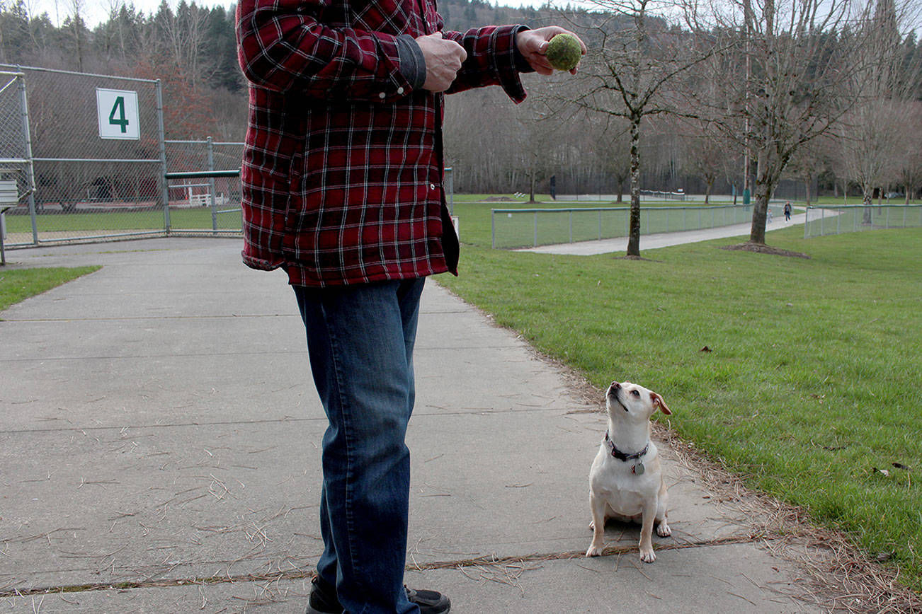 Natalie DeFord/staff photo                                Molly, a 4-year-old dog, playing with her humans Buck and Linda Dentinger at Tibbetts Valley Park in Issaquah in February, 2020.