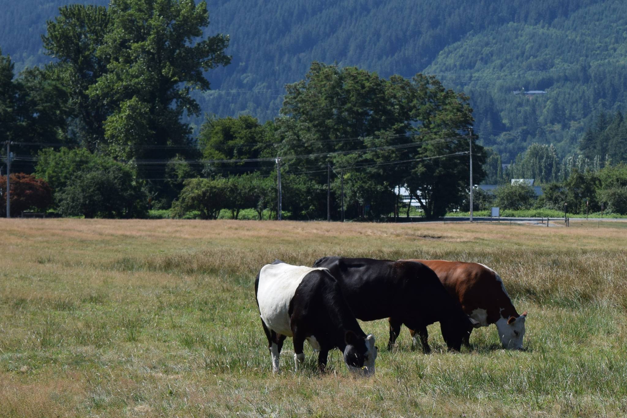Cows at Tollgate Farm Park in North Bend. Photo by Conor Wilson/Valley Record