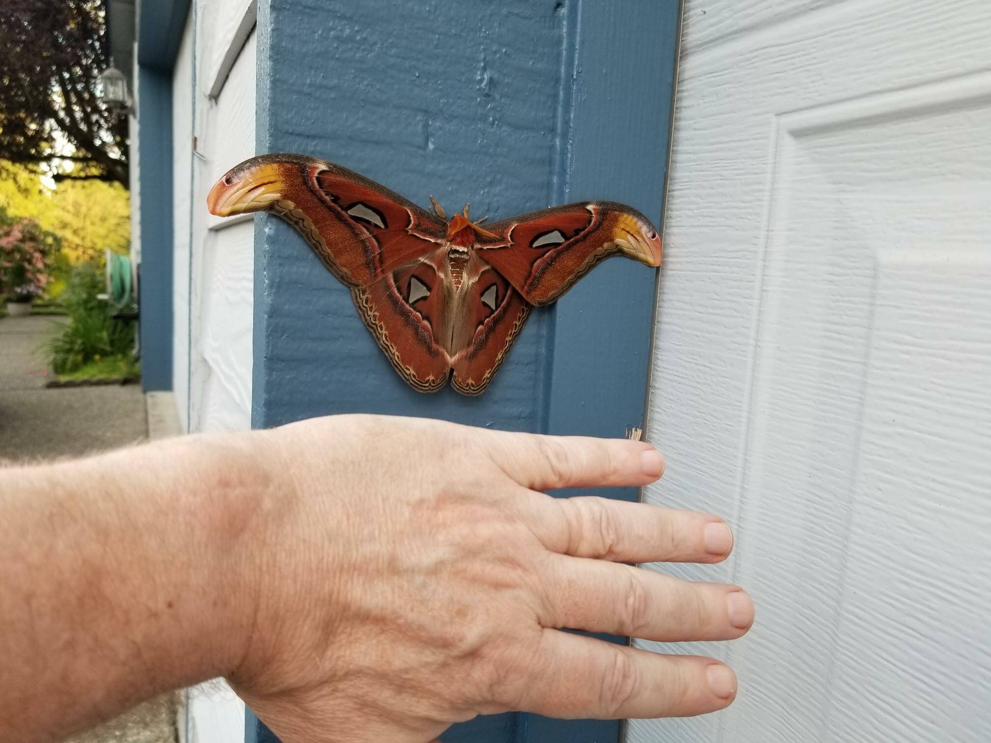 The size of the atlas moth in comparison to the size of a man’s hand. Courtesy of WSDA.