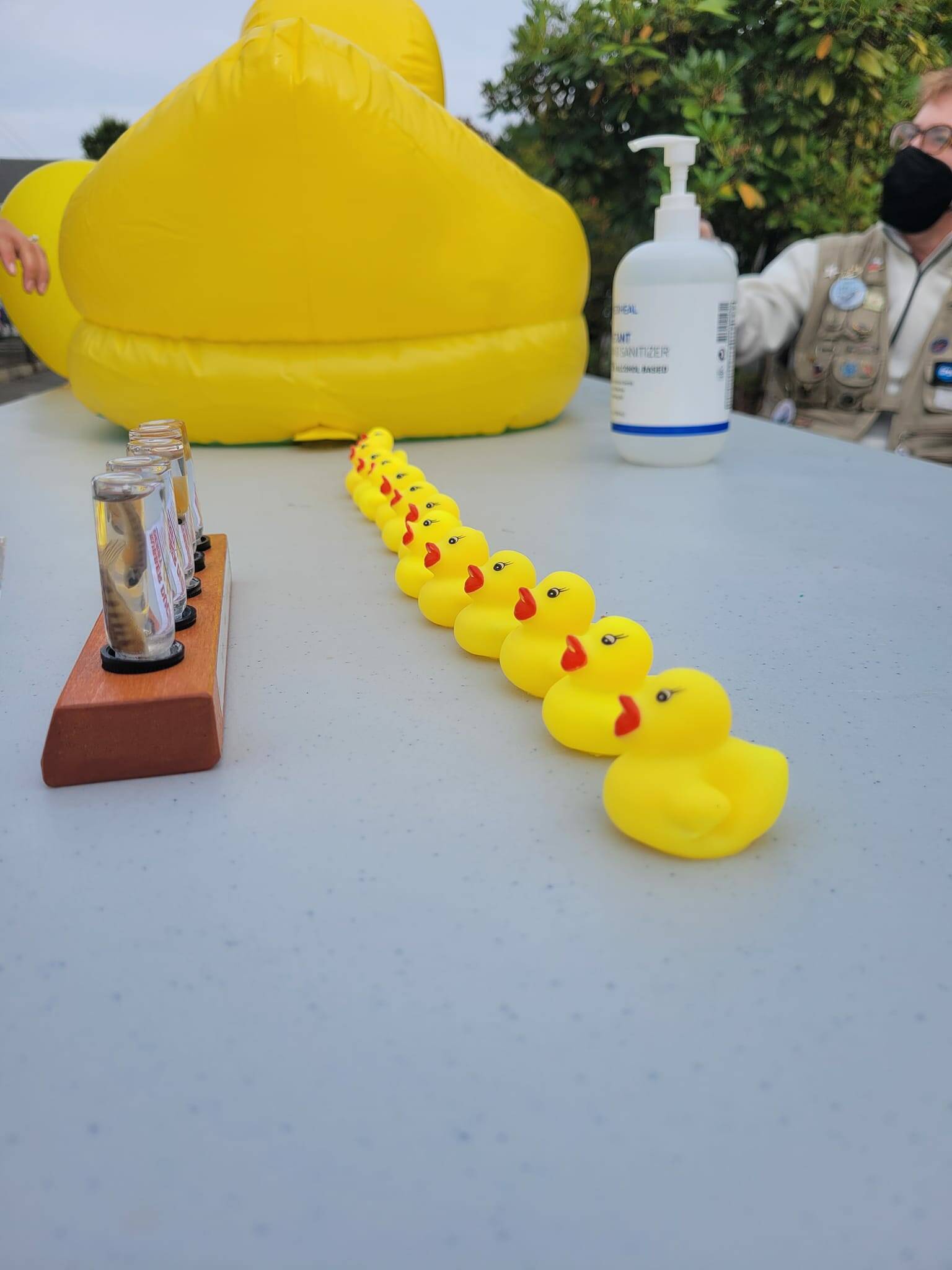 Rubber ducks lined up and ready for the salmon raceway. (Photo courtesy of William Shaw)