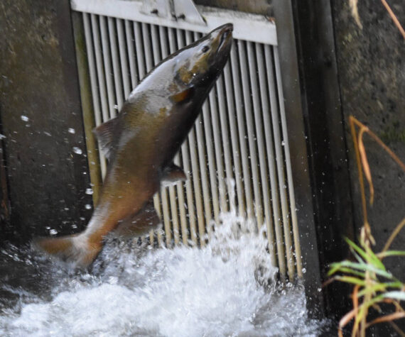 Salmon makes its way up stream to spawn. (Photo by Oscar Kelley)