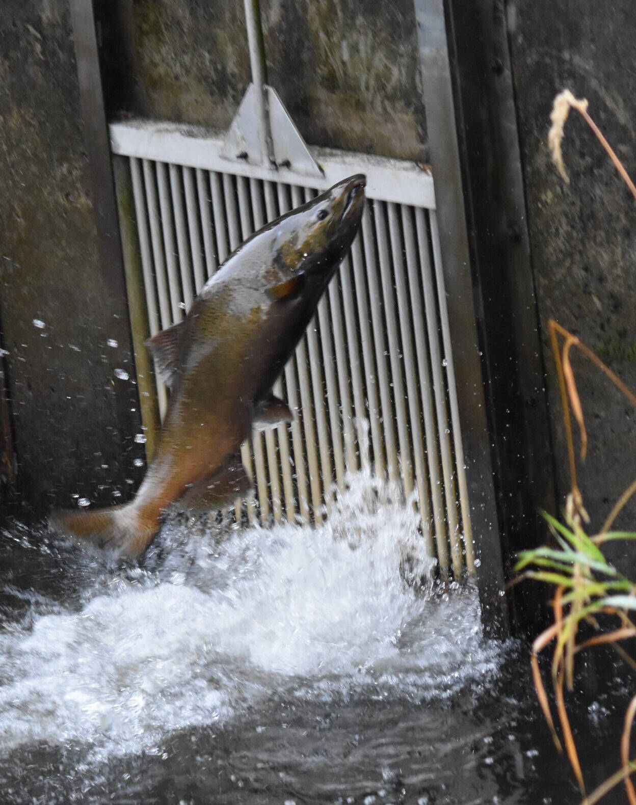 Salmon makes its way up stream to spawn. (Photo by Oscar Kelley)