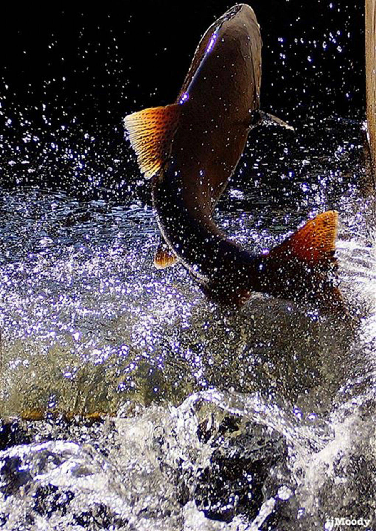 A salmon moves through the water during Salmon Days in Issaquah. File photo courtesy of T.J. Moody