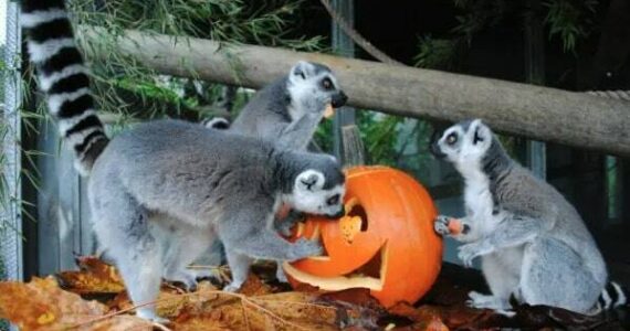 Cougar Mountain Zoo, located at 9525 SE 54th St., is hosting a howl-o-ween celebration. (Photo courtesy of Cougar Mountain Zoo)