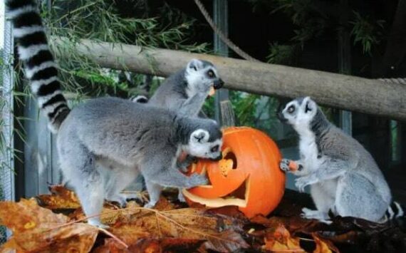 Cougar Mountain Zoo, located at 9525 SE 54th St., is hosting a howl-o-ween celebration. (Photo courtesy of Cougar Mountain Zoo)