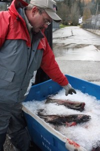 American Canadian Fisheries truck driver Lee Rupke takes delivery of salmon carcasses from the Issaquah Hatchery on Nov. 17. The carcasses will likely be ground down into fertilizer or pet food