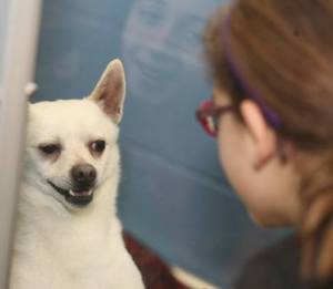 Girl Scouts Amanda Delgado and Sophie Hurley (reflection) play with a puppy awaiting adoption at the Humane Society of Seattle and King County's Bellevue shelter last week.
