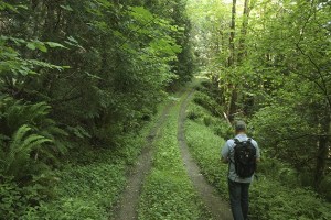 King County Department of Natural Resources and Parks spokesman Doug Williams walks a former road now part of the Margaret Way trail in the Cougar/Squak Corridor Park expansion.