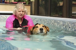 K9 Aquatics owner Sandy Fisher works with Buddy