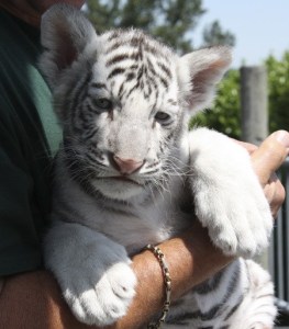 This Bengal tiger cub is one of two which now call the Cougar Mountain Zoo home.