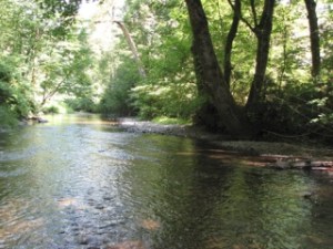 The City of Issaquah has used a Transfer of Development Rights program to protect land in the Issaquah Creek basin.