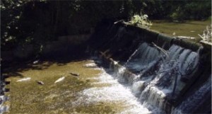 Hundreds of fish are dying at this water intake dam about one half mile upstream from the Issaquah Salmon Hatchery