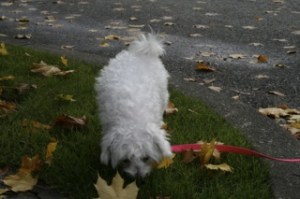Cookie the dog was reunited with her owner after being stolen from a car parked at the Sammamish Club. Police credited staff at the club with helping catch the thieves.