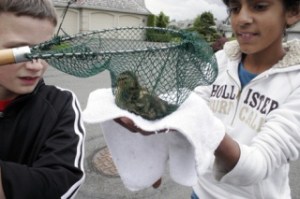 Anders Gelle and Jacoba Smith look at a duckling after saving it from a stormwater drain last week in Sammamish.