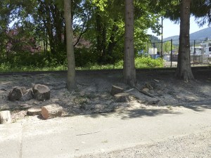 Three or four large fir trees were removed on Rainier Blvd. to widen the Rainier Trail.
