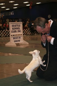 Issaquah resident Margi Hamilton's smooth coat Chihuahua