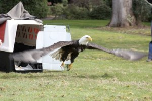 A male bald eagle was released Tuesday after spending a week in rehab. The eagle got entangled in a rope on Pine Lake after trying to swim with his prey — a duck — back to shore.