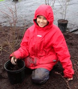 A volunteer places a native sapling into a pot last year on Martin Luther King Jr. Day.