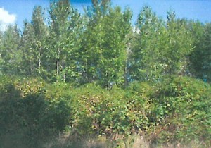 This stand of mostly alder and cottonwood trees on U.S. Postal Service land is likely doomed under an amendment passed by the city to an Issaquah tree ordinance — meant to protect similar trees from redevelopment projects.