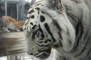 Two of Cougar Mountain Zoo’s resident Bengal tigers