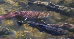 Some spawning salmon were killed along with sculpin and trout in the ammonia spill.