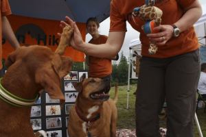 A Vizsla gives a high-five to its friend at Doggon' Hiking
