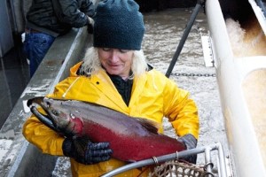 Tokul Creek Hatchery specialist Debi Sanchez assists her colleagues in Issaquah during their final day of spawning work on Nov. 17.