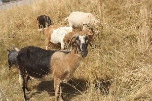 Goats graze on the hillside behind a 26th Court Street Northeast home Monday afternoon.