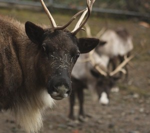 Santa's reindeer will welcome visitors in December as the Cougar Mountain Zoo opens the Issaquah Reindeer Festival.