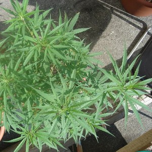 The Sammamish city council voted 6-1 to support a motion to sign a letter in support of reclassification of marijuana.