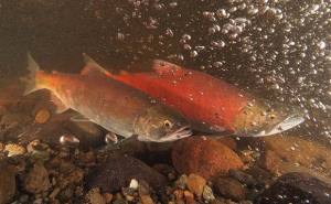 A pair of adult kokanee returning to spawn in Ebright Creek.